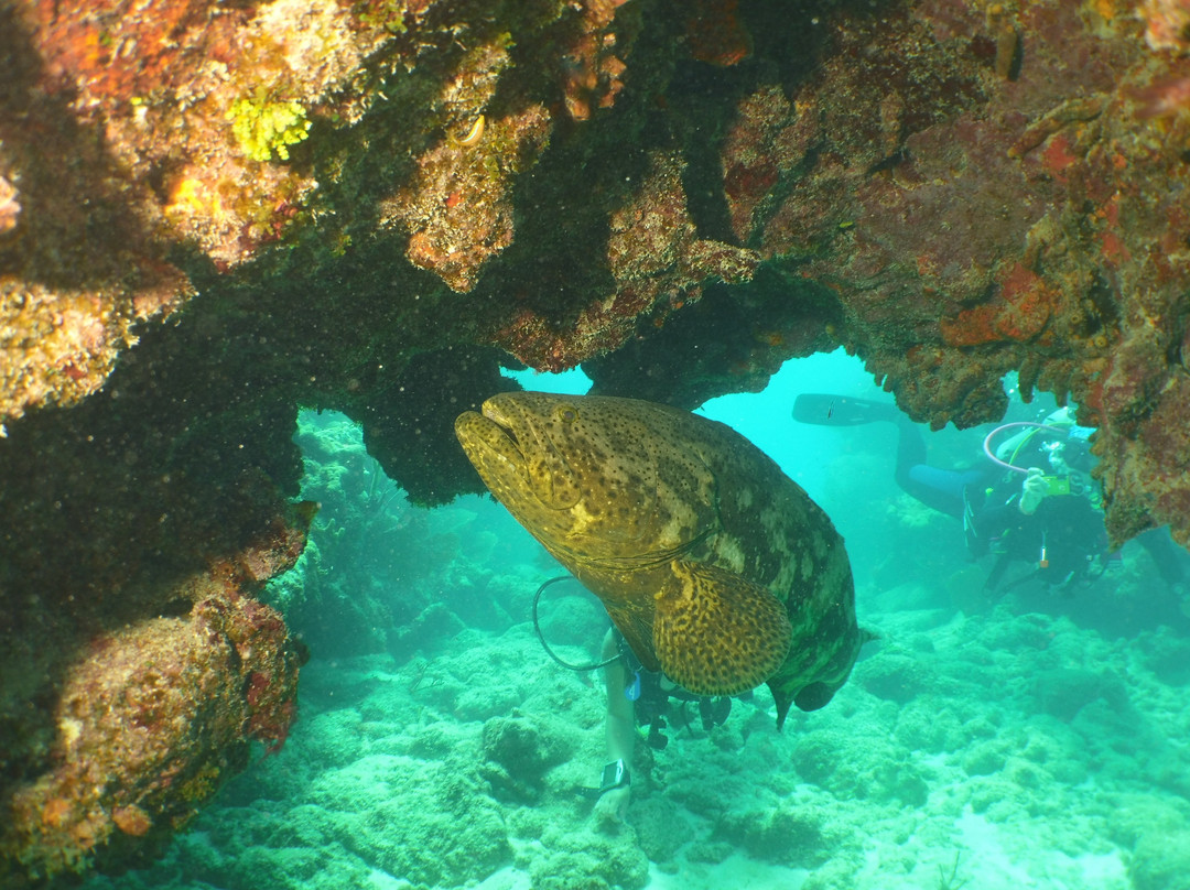 Looe Key (Florida Keys National Marine Sanctuary)景点图片