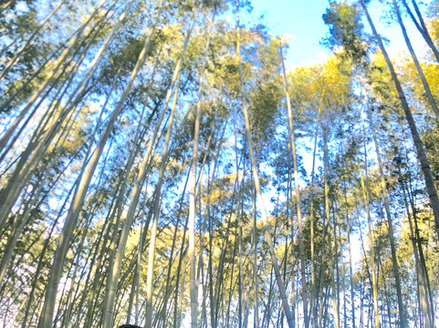 Kyoto Bike Tour - The Bamboo Forest & Arashiyama-京都市必去景点