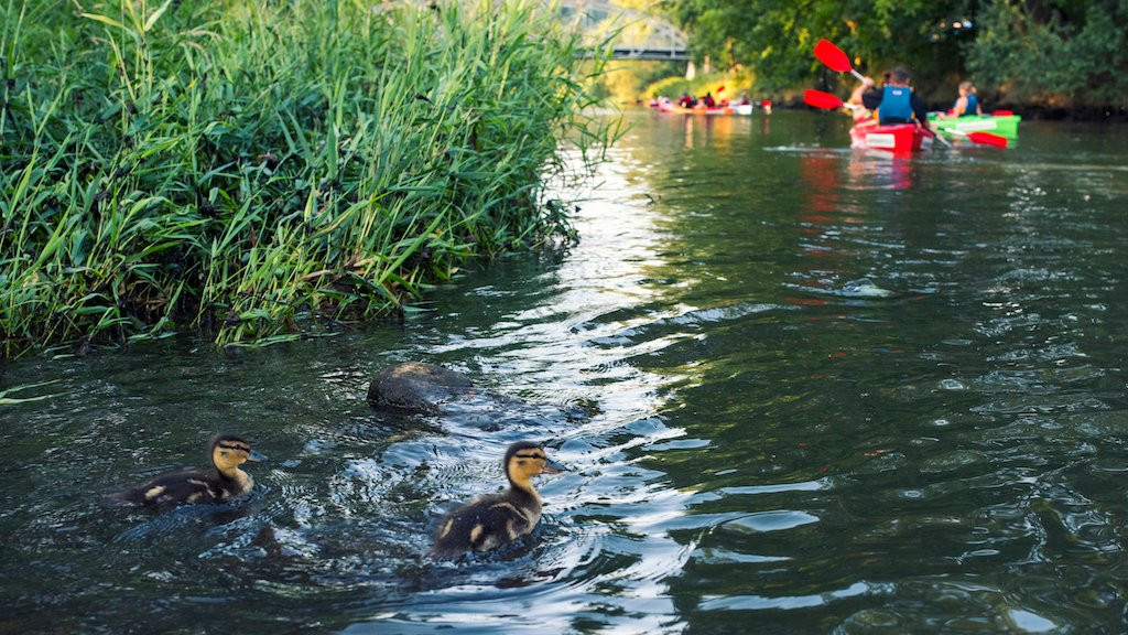 Nielestno旅游攻略图片