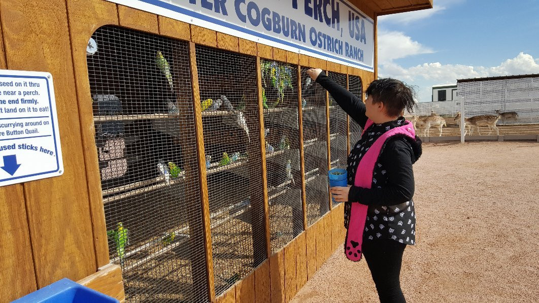 Rooster Cogburn Ostrich Ranch-Eloy必去景点