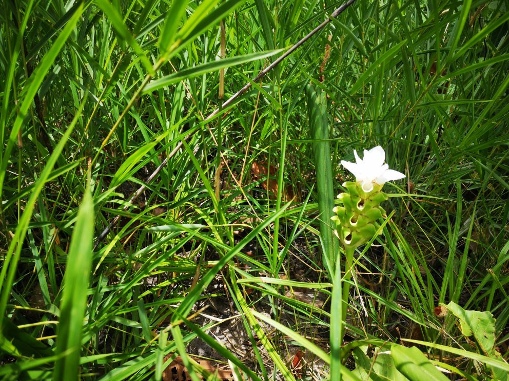 Sai Thong National Park景点图片