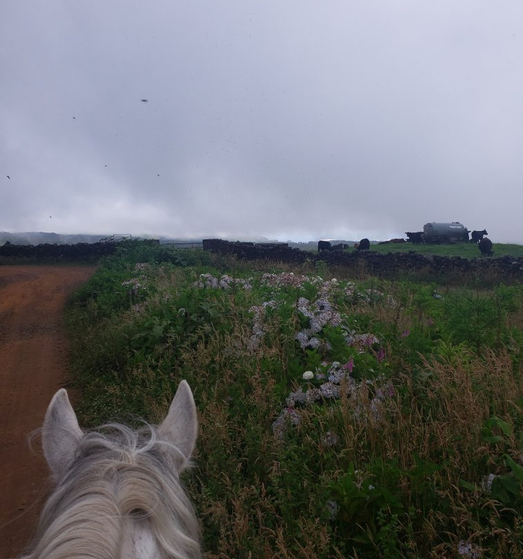 Basalto Horse Experience-亚速尔群岛英雄港中心区必去景点