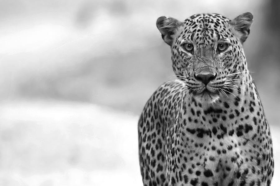 Wildlife Tours Sri Lanka-Katagamuwa必去景点