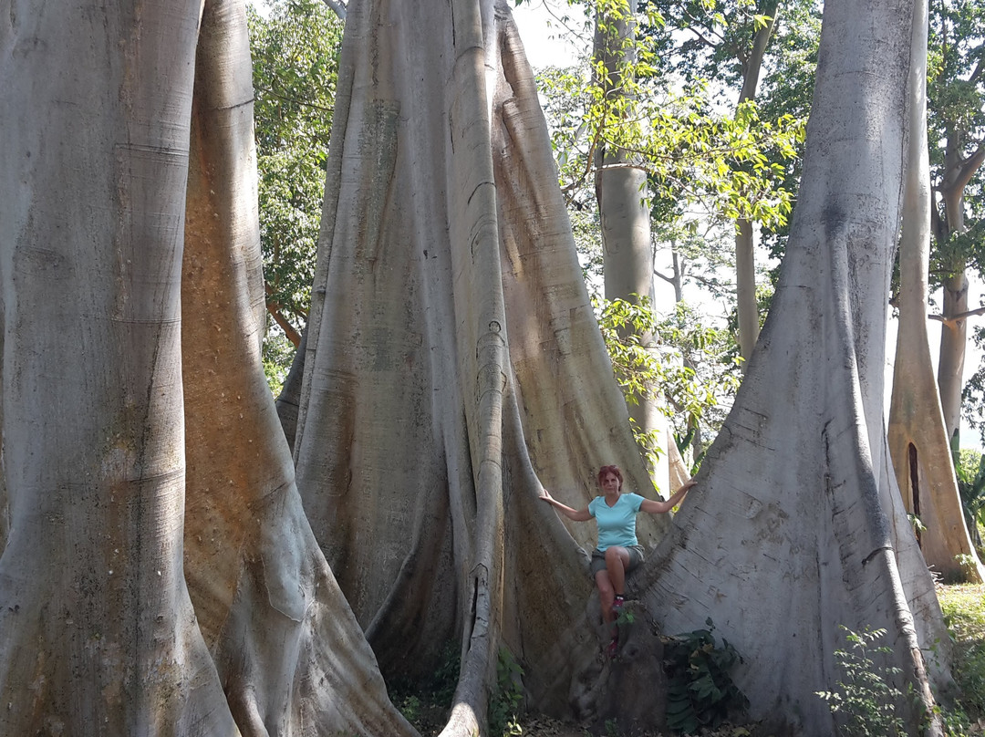 Big Tree Sambelia-Sambelia必去景点