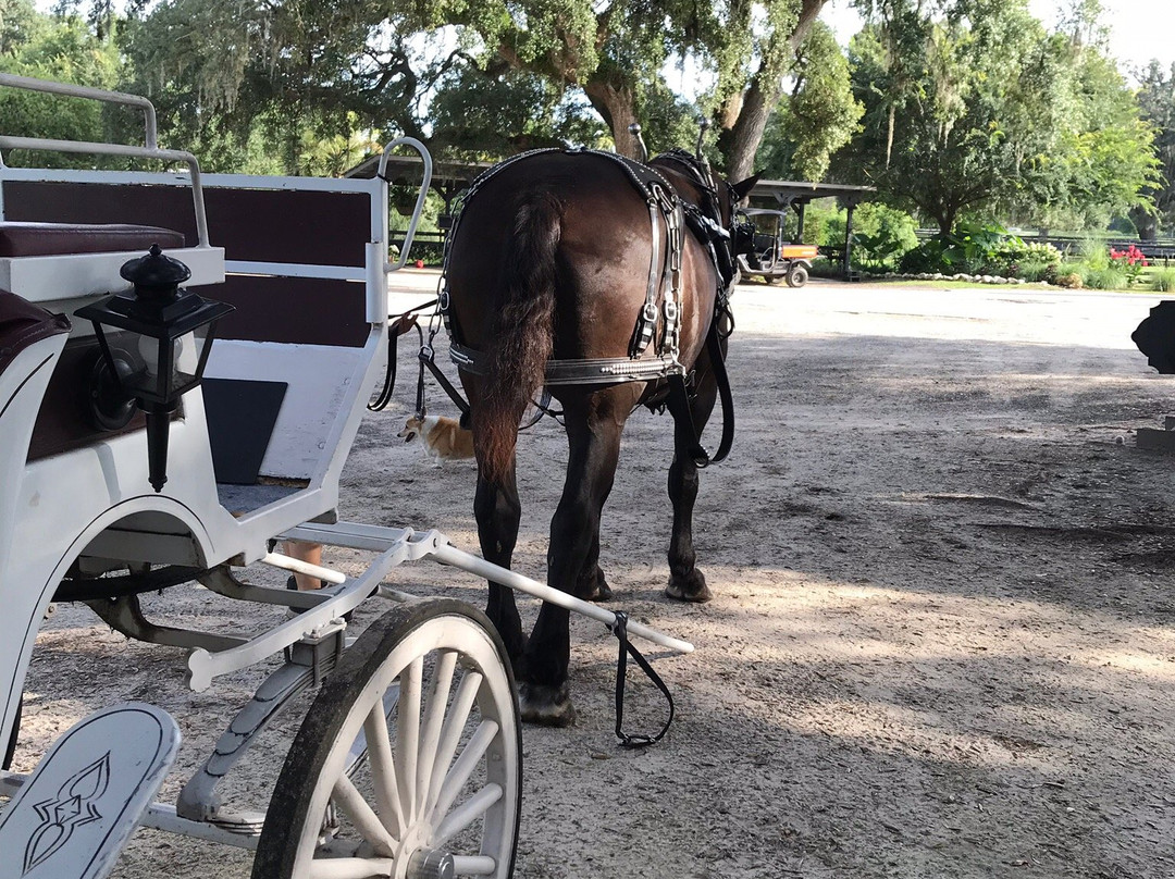 Horse Country Carriage Co & Tours-奥卡拉必去景点