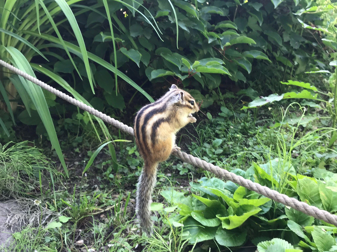 Okhotsk Chipmunk Park-网走市必去景点