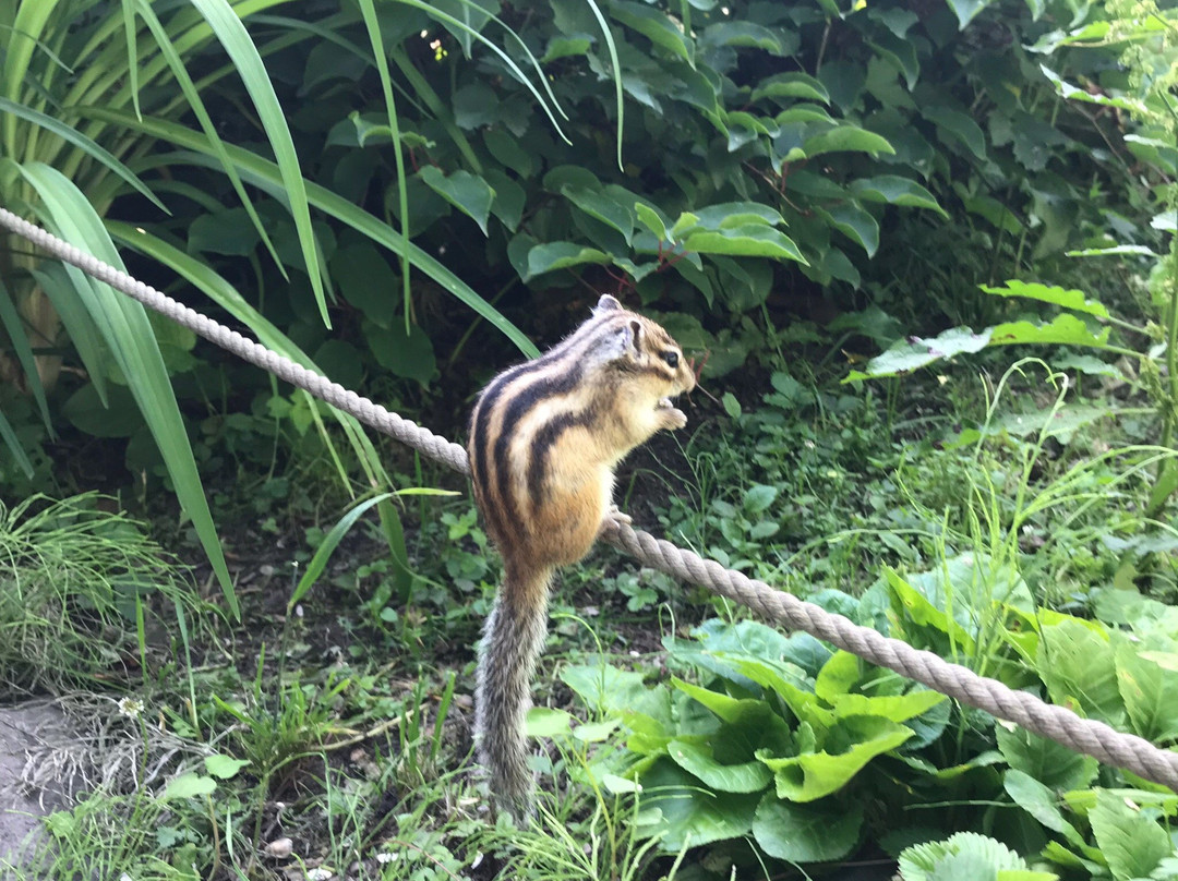 Okhotsk Chipmunk Park景点图片