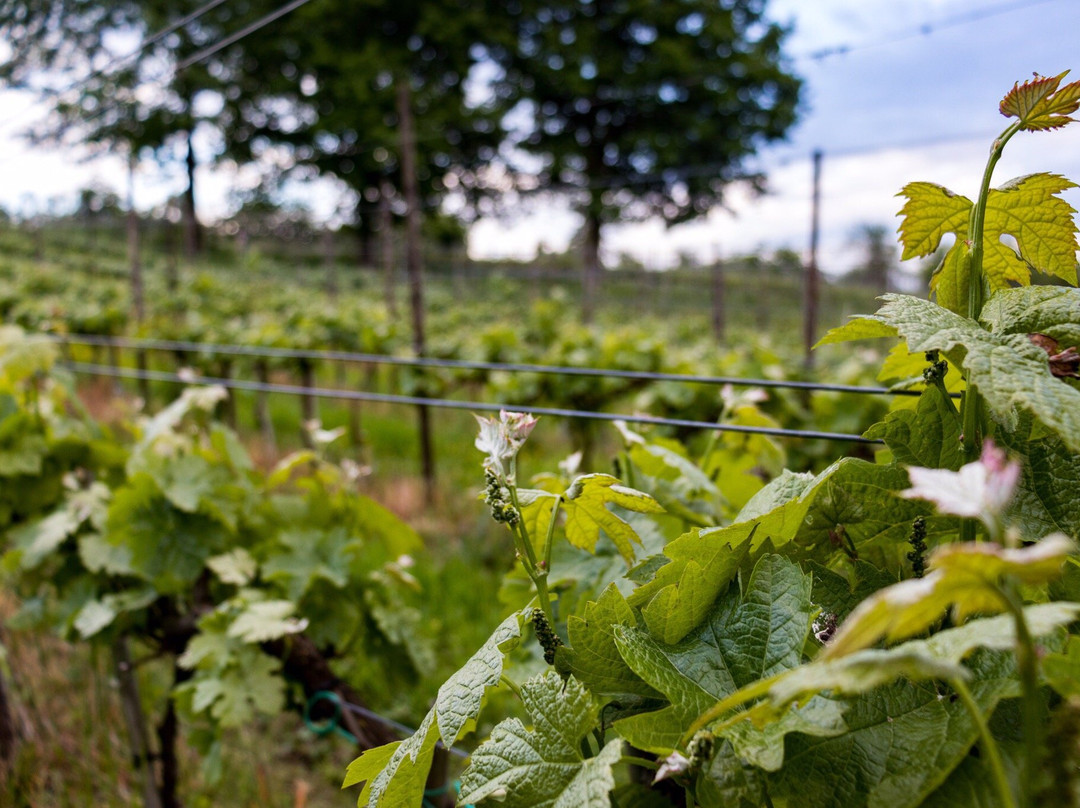 Jerom Winery景点图片