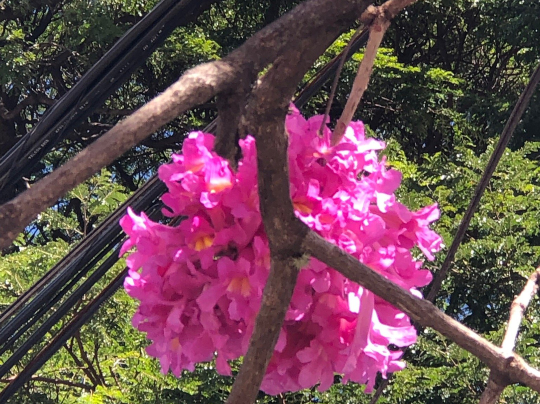 Santuario Nossa Senhora Desatadora Dos Nos-坎皮纳斯必去景点