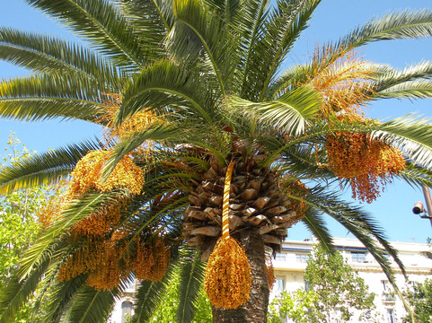 Le Jardin Albert 1er-尼斯必去景点