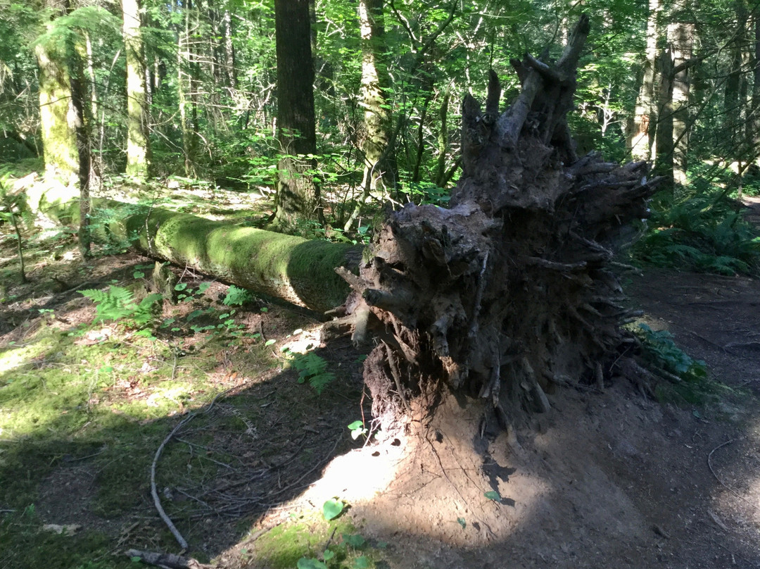 Spirit Trail Walk-哈里逊温泉必去景点