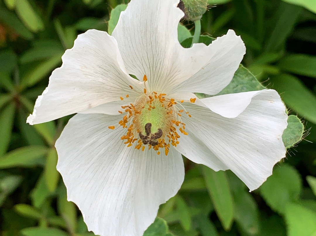 Explorers' Garden at Pitlochry Theatre景点图片