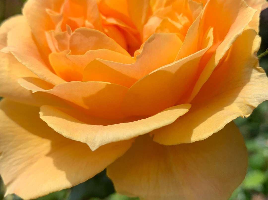 Berkeley Municipal Rose Garden-伯克利必去景点