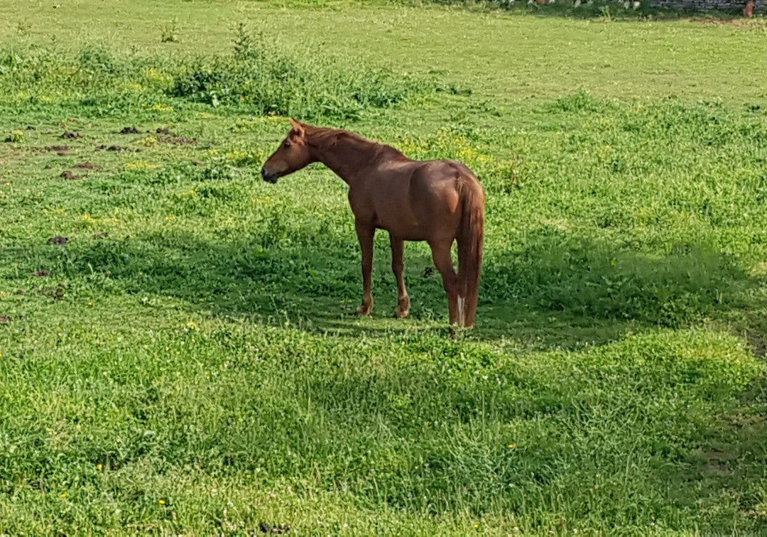 Chambres d'Hotes Le Tilleul主图
