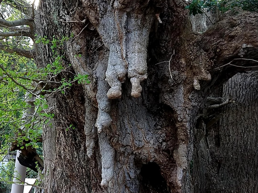 Kinno Big Ginkgo Tree-对马市必去景点
