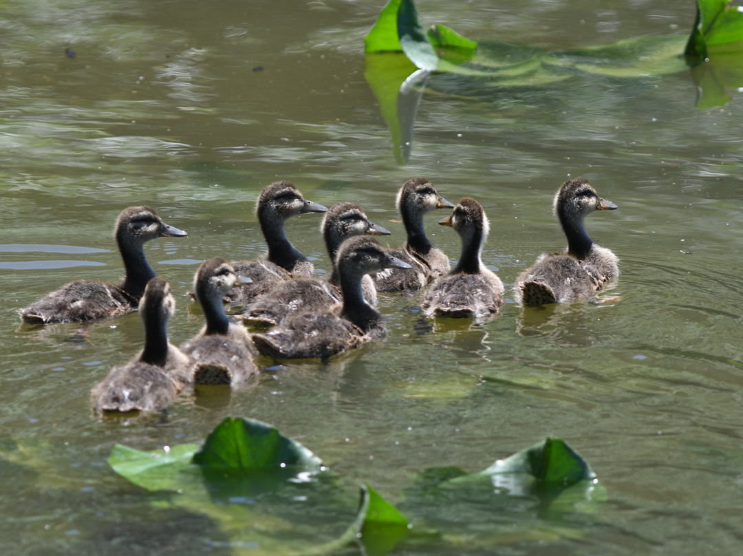 John Heinz National Wildlife Refuge at Tinicum景点图片