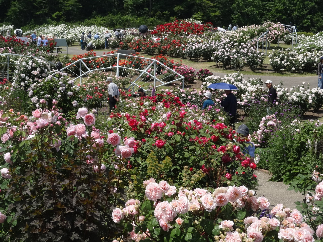 Echigo Hillside Park-长冈市必去景点