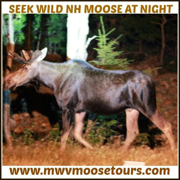North Conway Moose Safari Moose Tour景点图片