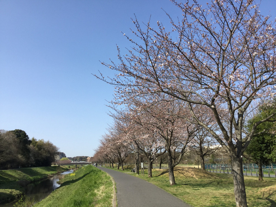 Daihorikawa Riverside Park-柏市必去景点