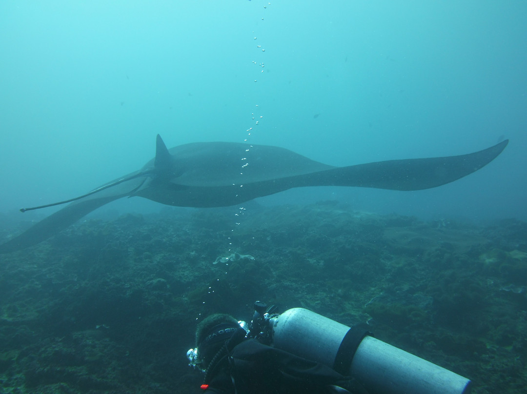 Manta Manta Diving Bali景点图片