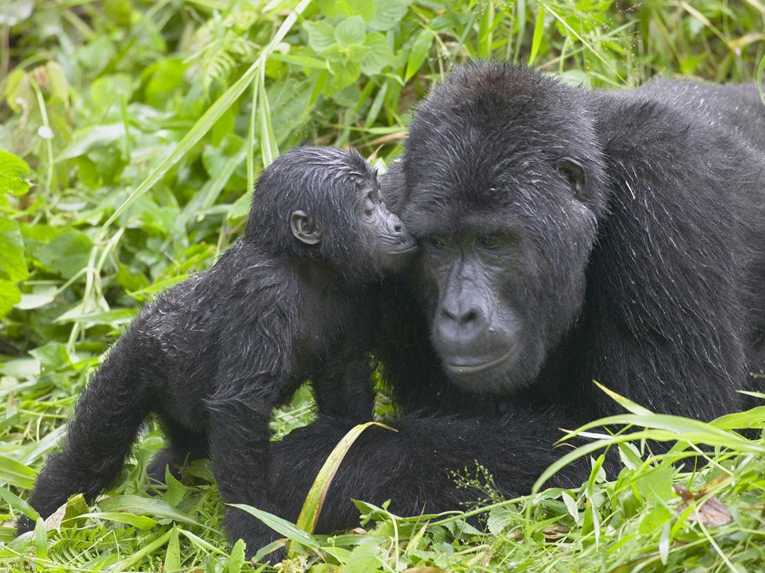 Travelesque Afrik Gorilla Safaris景点图片