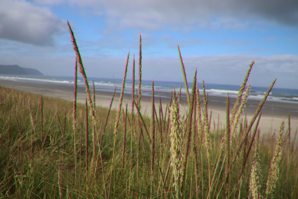 Del Rey Beach State Recreation Site景点图片