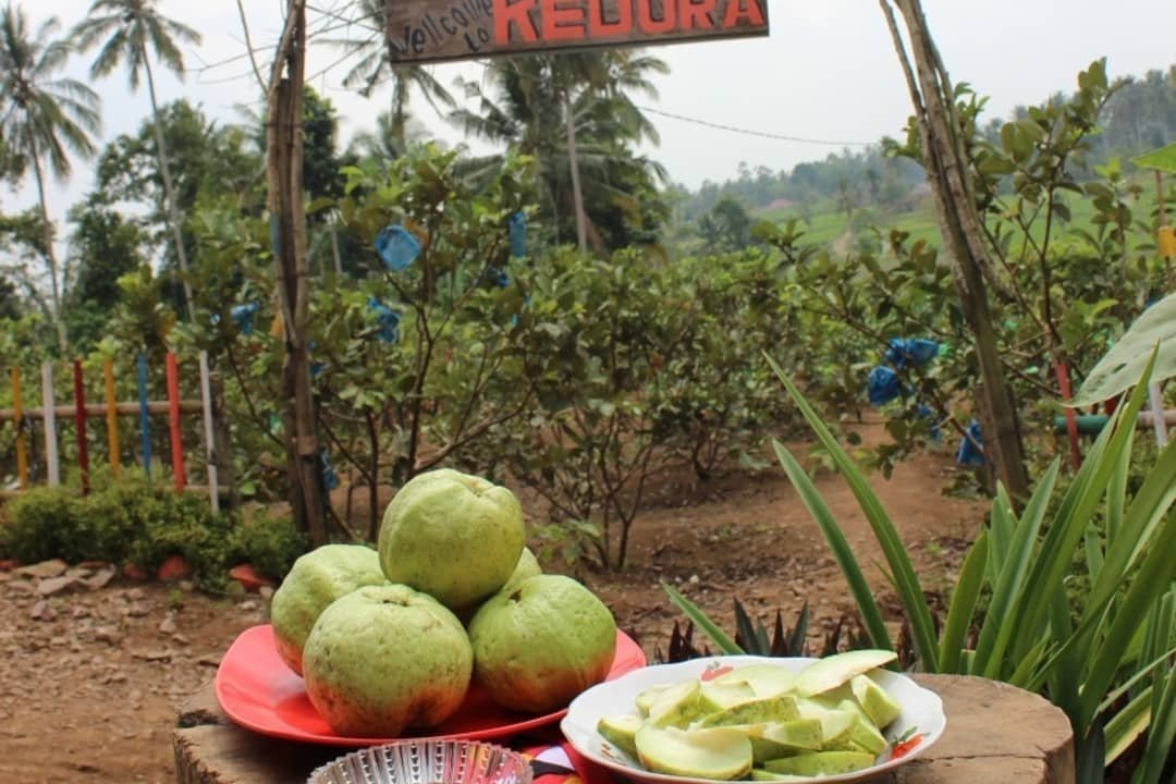 Jambu Kristal Kedora-Tanggamus必去景点