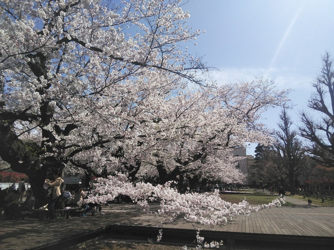 Tokyo Institute of Technology Ookayama Campus-目黒区必去景点