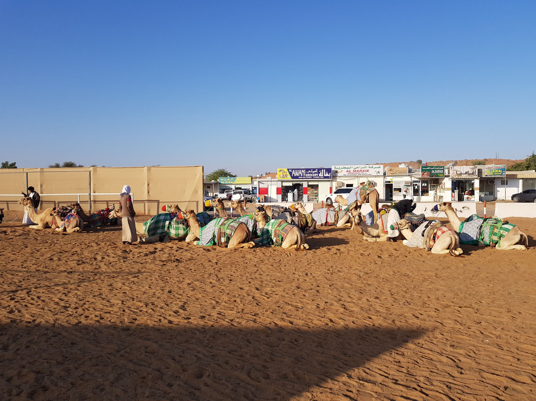 Al Sawan Camel Track-哈伊马角必去景点