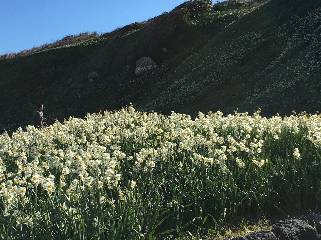 Tsumekizaki Narcissus Festival景点图片