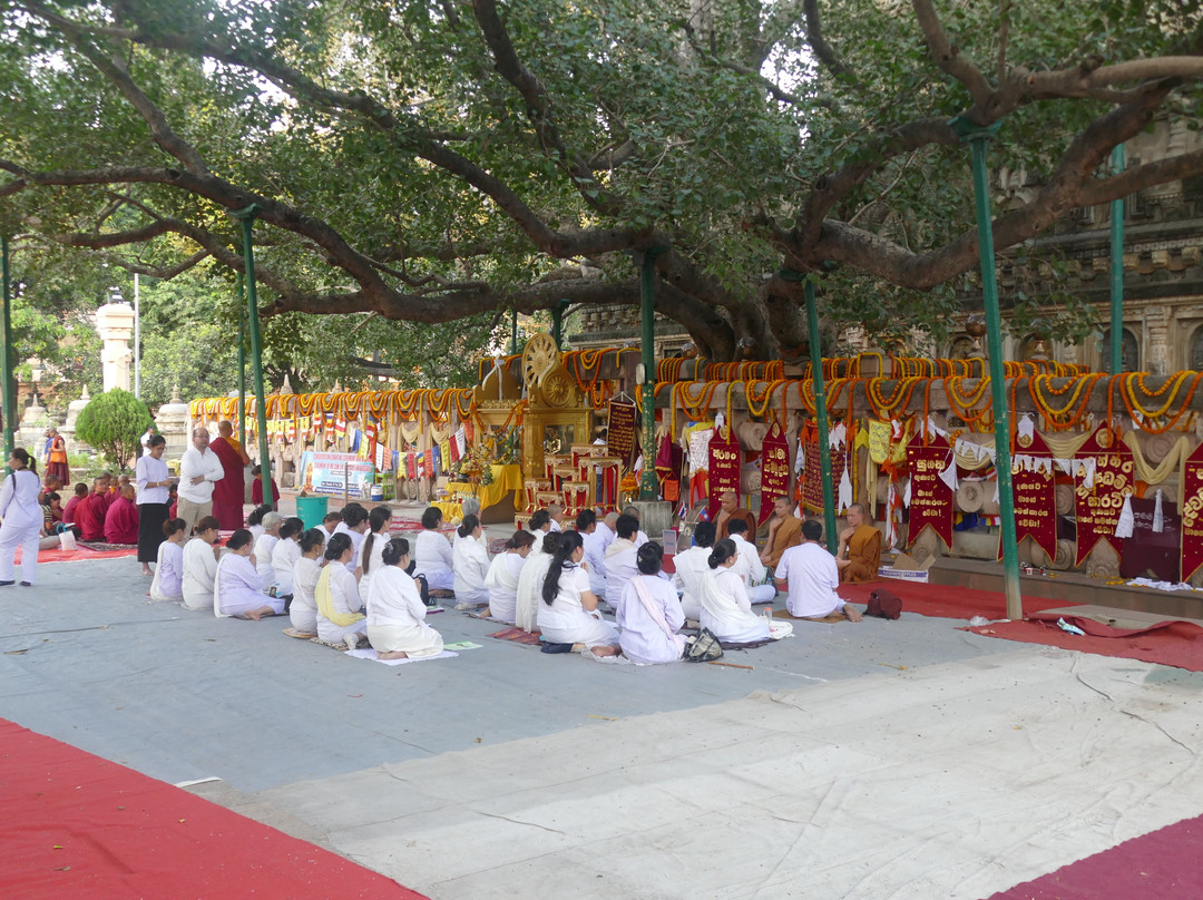 Bodhi Tree-菩提伽耶必去景点
