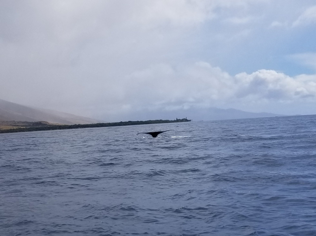 Blue Maui Ocean Adventures-卡纳帕利必去景点