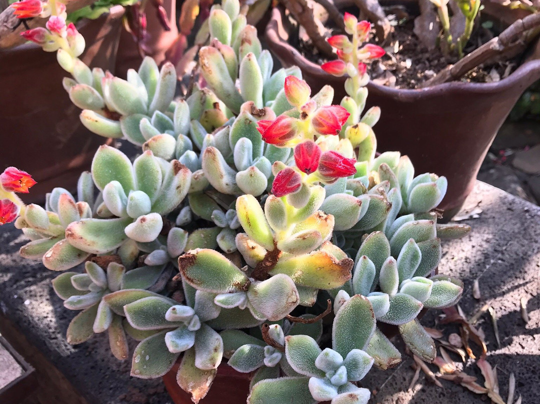 Villa Victoria主图