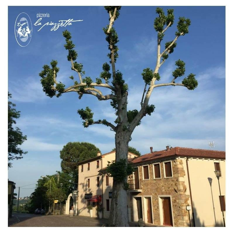Pizzeria La Piazzetta