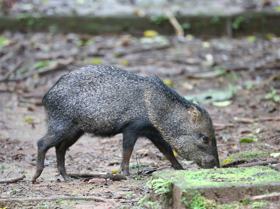 La Selva Biological Station主图