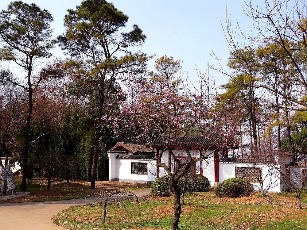 东湖梅园-武汉市必去景点