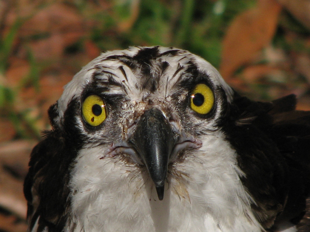 Aqua Adventure Tours-Palm Beach Shores必去景点