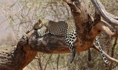 Spot Kenya Safaris景点图片