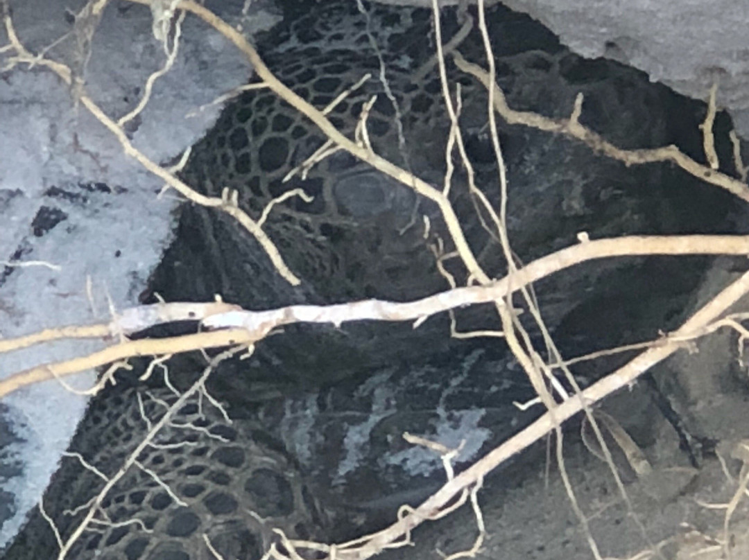 Seacrest Scrub Natural Area-博因顿海滩必去景点