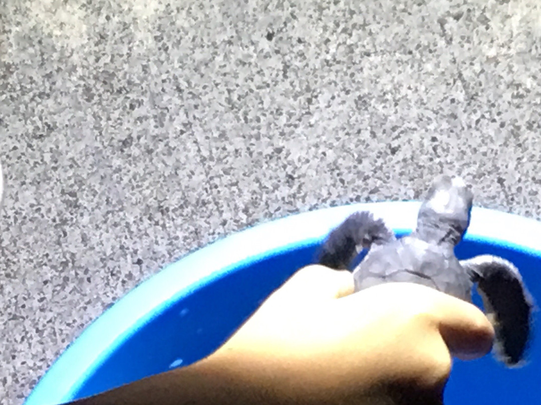 Kopepe Beach-小笠原村必去景点