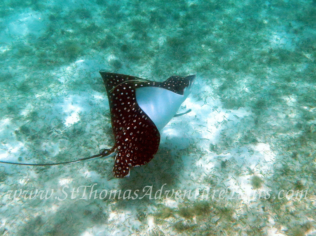 St. Thomas Adventure Tours-圣 托马斯必去景点