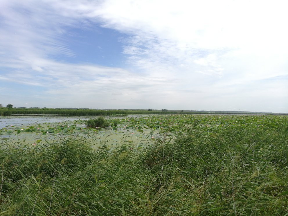 龙凤湿地景点图片