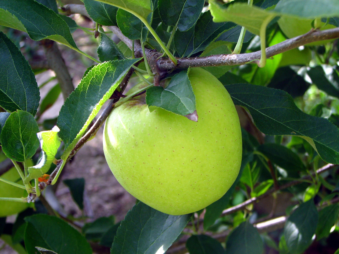 Mountain Fresh Orchards景点图片