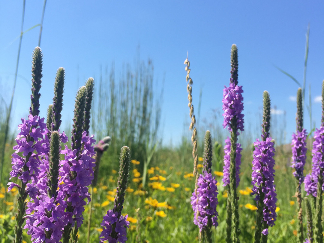 Lac qui Parle State Park-Watson必去景点