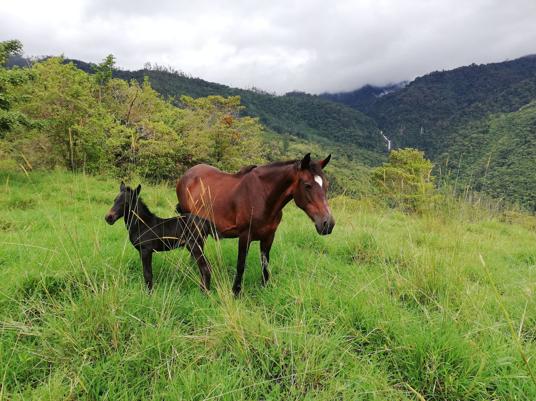 Queveri Horseback Riding Tours景点图片