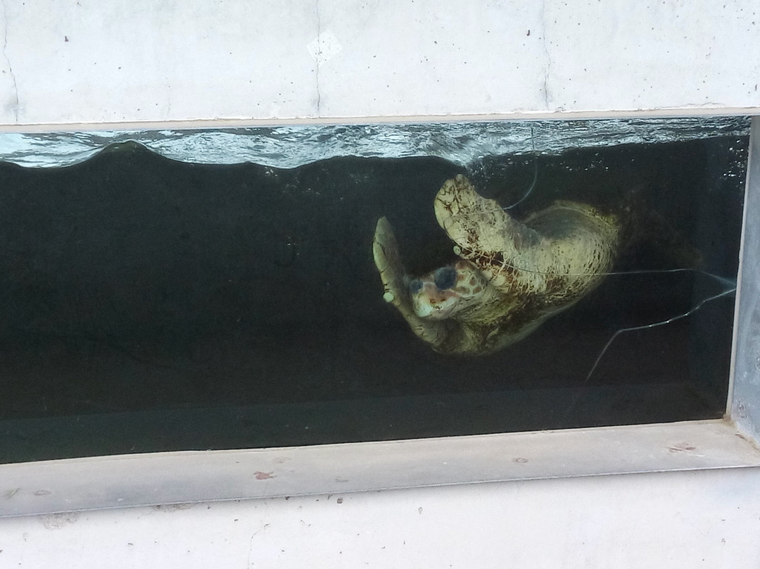 CRAM Fundacion Para La Conservacion y Recuperacion de Animales Marinos-埃尔普拉特德略夫雷加特必去景点