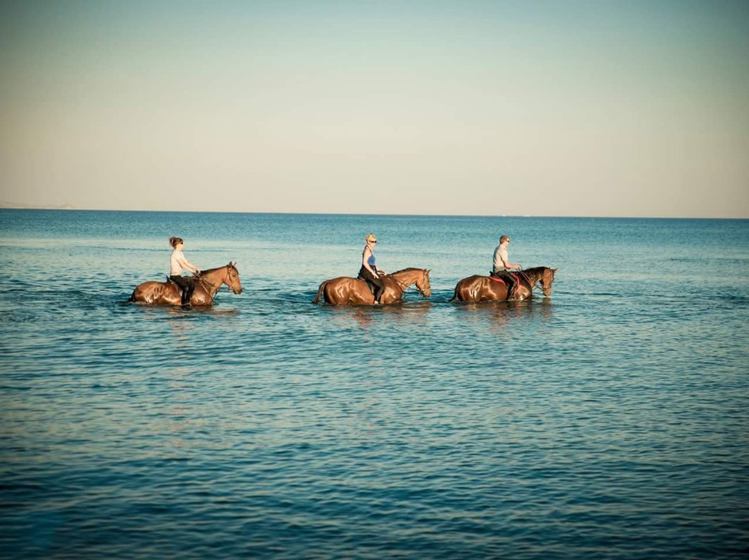 Rocking Horse Ranch景点图片