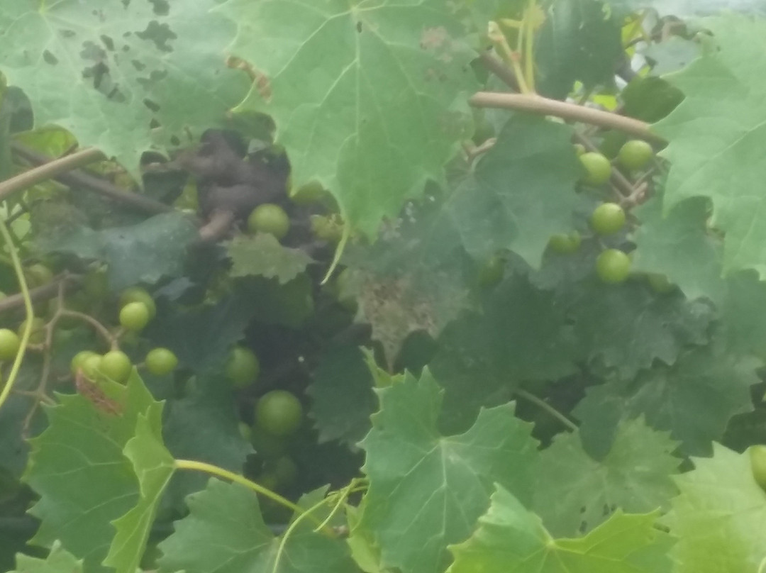 Cypress Bend Vineyards景点图片