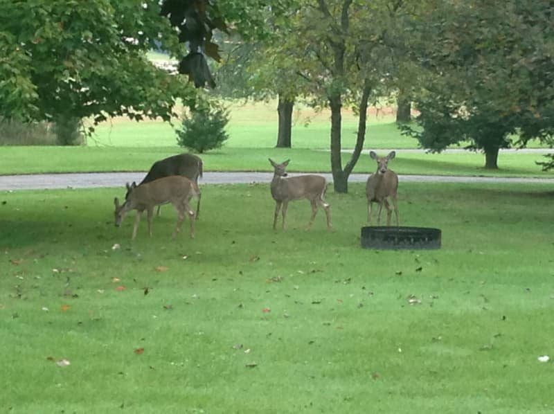 Bowman's Oak Hill Bed & Breakfast主图