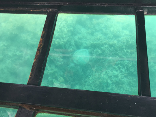 Ocean Sports Glass Bottom Boat Rides-威可洛亚必去景点